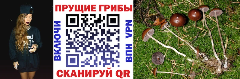 как найти закладки  Моршанск  Псилоцибиновые грибы MAGIC MUSHROOMS 